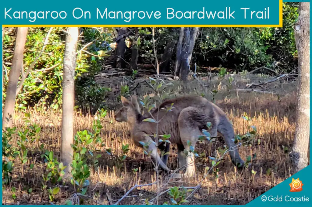 Kangaroo on Mangrove Boardwalk Trail
