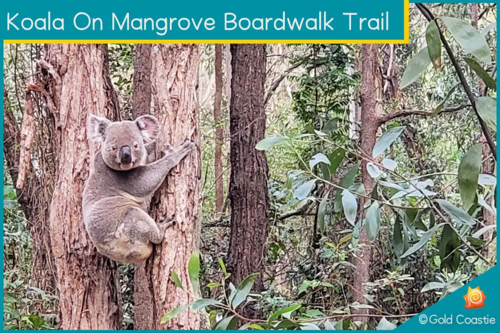 Koala at Mangrove Boardwalk Trail