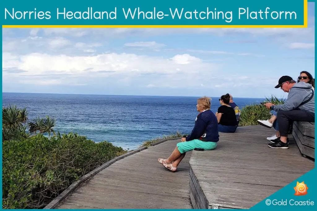 Norries Headland Whale-Watching Platform - Where to sit to see whales - Cabarita Beach - NSW